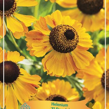 Helenium MIX