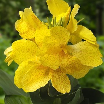 Canna 'Cannasol Happy Emily'