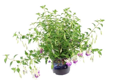 Fuchsia 'Delta's Sarah'