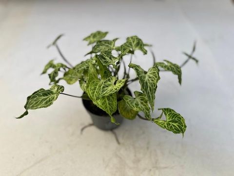 Syngonium 'Batik'