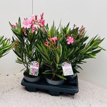 Nerium oleander