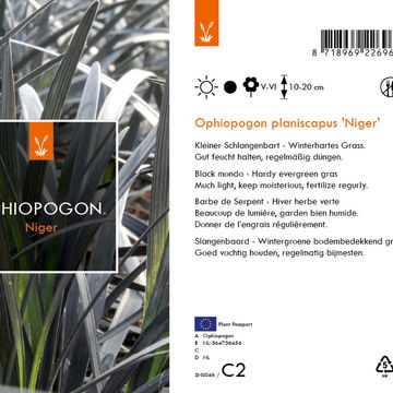 Ophiopogon planiscapus 'Niger'