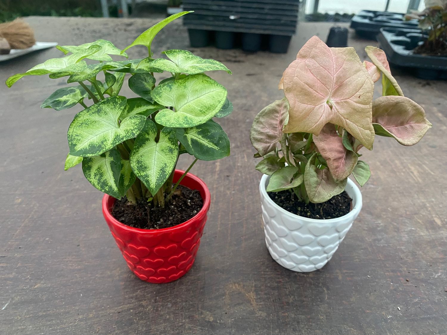 Syngonium MIX — Plant Wholesale FlorAccess