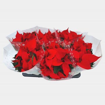 Euphorbia pulcherrima CHRISTMAS UNIVERSE