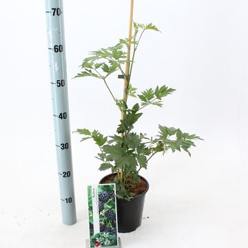 Rubus fruticosus 'Thornless Evergreen'