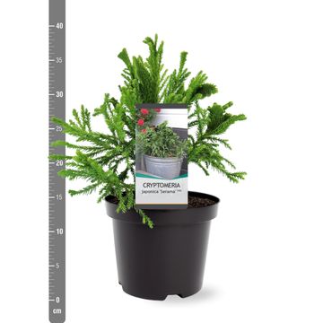 Cryptomeria japonica SERAMA
