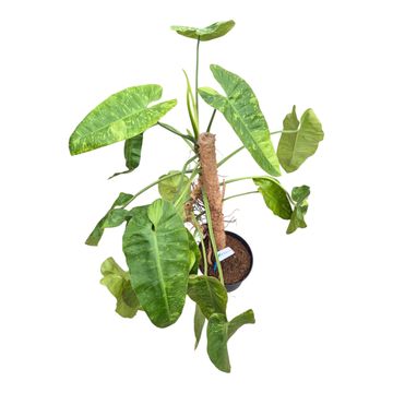 Philodendron 'Jose Buono'