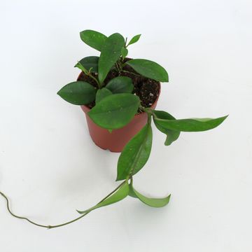 Hoya carnosa 'Dee's Big One'