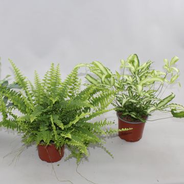 Ferns MIX