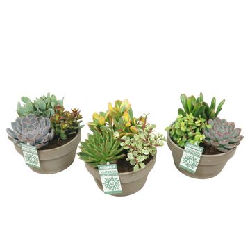 Arranjo Succulents