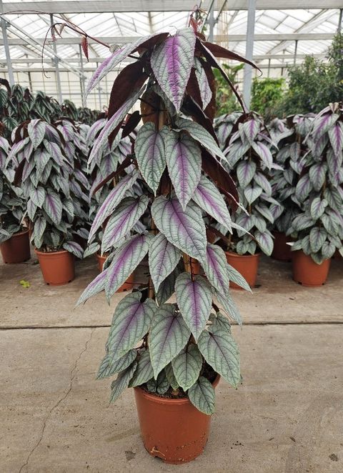 Cissus discolor FLORAMAGIC VIOLET VINE