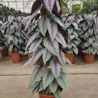 Cissus discolor FLORAMAGIC VIOLET VINE