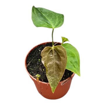 Anthurium 'Queen of Hearts'