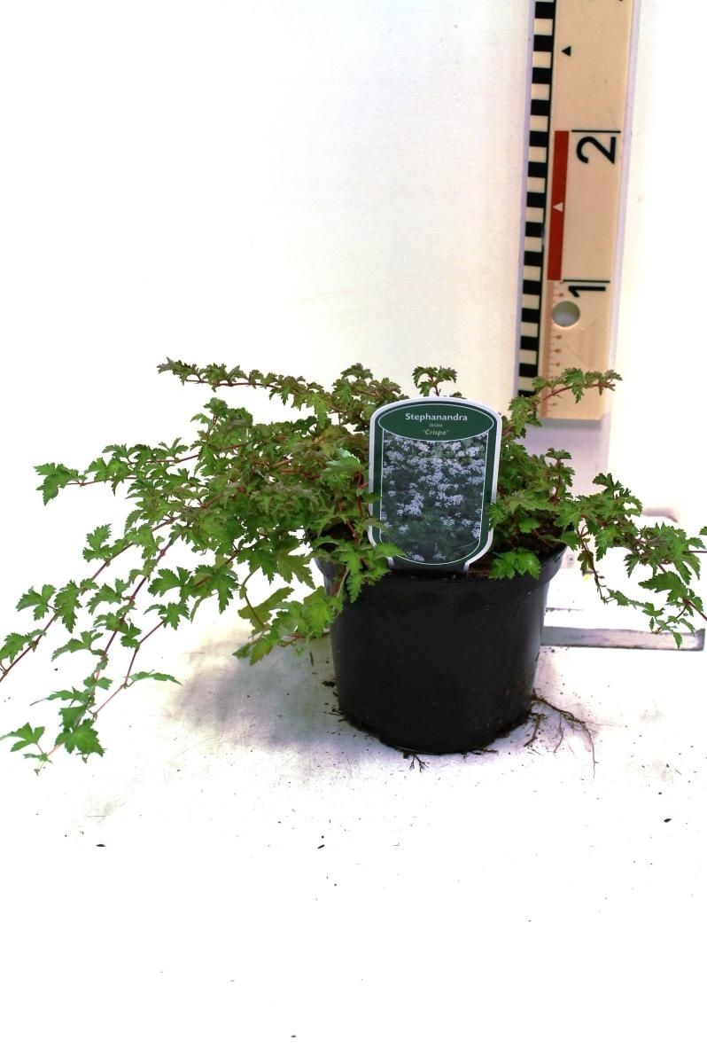 Stephenadra Stephanandra incisa 'Crispa' — Plant Wholesale FlorAccess