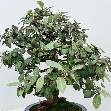 Elaeagnus pungens