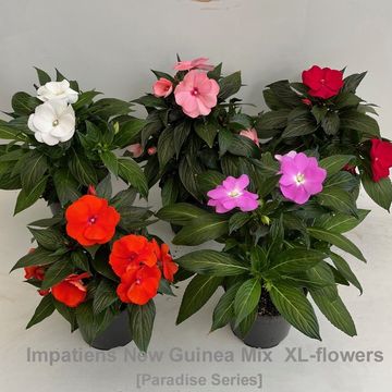 Impatiens PARADISE MIX