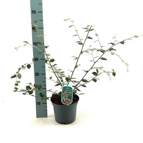 Cotoneaster franchetii