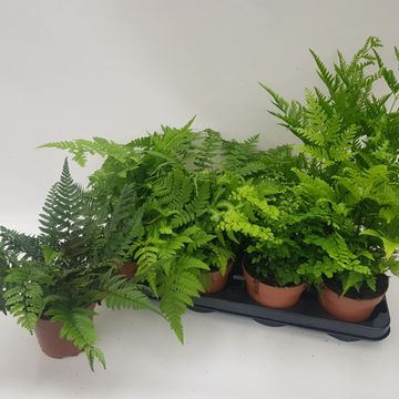 Ferns MIX