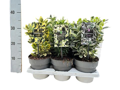 Euonymus japonicus MIX