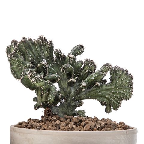 Monvillea spegazzinii