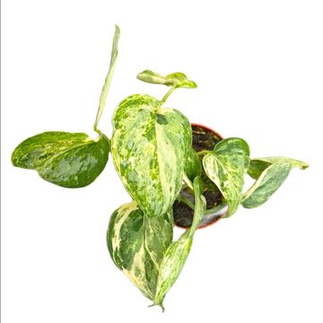 Scindapsus 'Peasun Variegata'