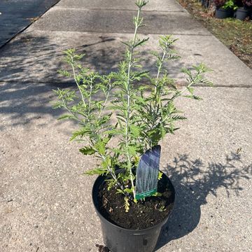 Perovskia 'Blue Spire'