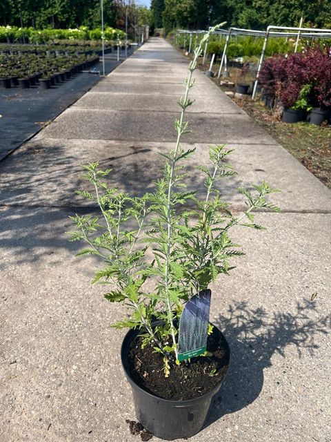 Perovskia 'Blue Spire'