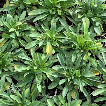 Aster alpinus 'Albus'