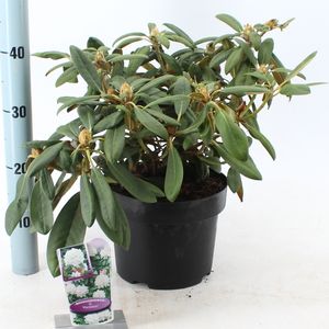 Rhododendron 'Porzellan' (About Plants Zundert BV)