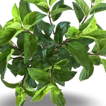 Hydrangea paniculata PINKY WINKY