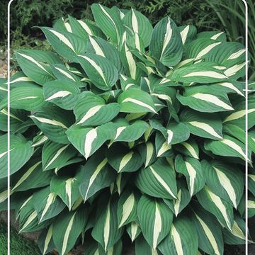 Hosta 'Risky Business'