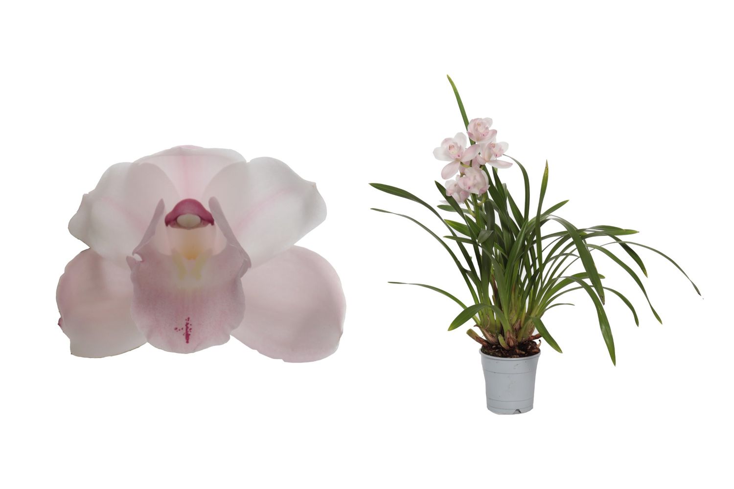 Cymbidium PINK BELL — Plant Wholesale FlorAccess