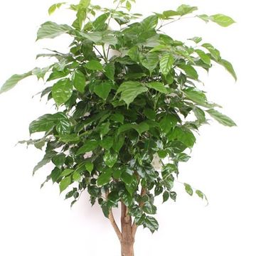 Radermachera hainanensis