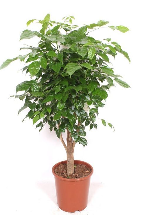 Radermachera hainanensis