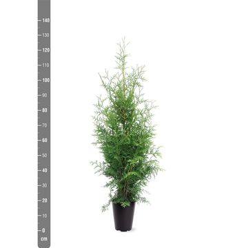 Thuja occidentalis 'King of Brabant'