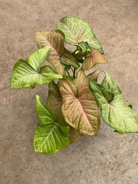 Syngonium 'Regina Red'