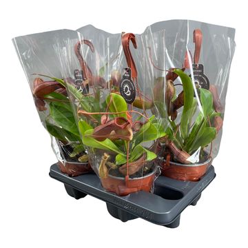 Nepenthes MIX