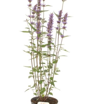 Agastache mexicana ACAPULCO PURPLE