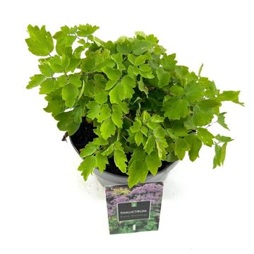 Thalictrum 'Black Stockings'