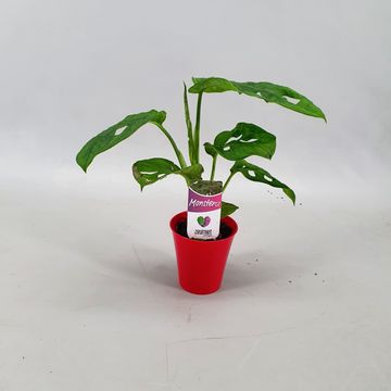 Монстера. obliqua 'Monkey Leaf'