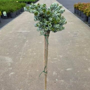 Abies koreana 'Kohout's Icebreaker'