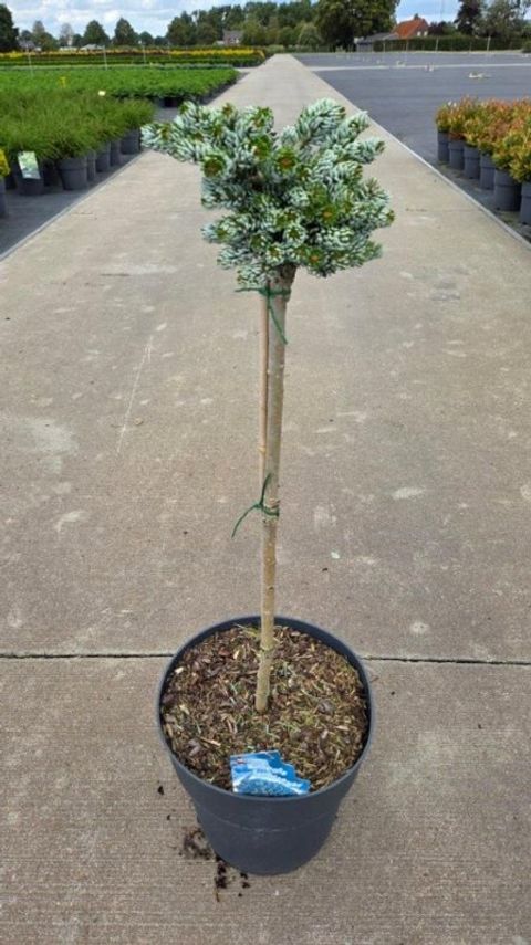Abies koreana 'Kohout's Icebreaker'