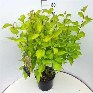 Cornus alba 'Aurea'