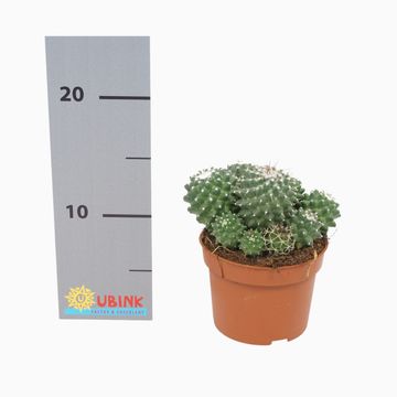 Mammillaria polythele 'Toluca'