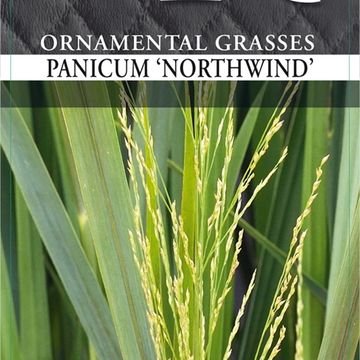 Panicum virgatum 'Northwind'