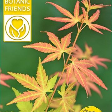 Acer palmatum 'Оранж Дрим'