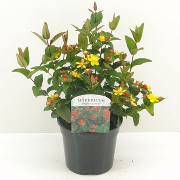 Hypericum x inodorum MAGICAL RED
