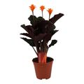 Calathea crocata