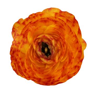 Ranunculus Sprinkles Orange Fire