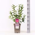 Syringa patula 'Miss Kim'